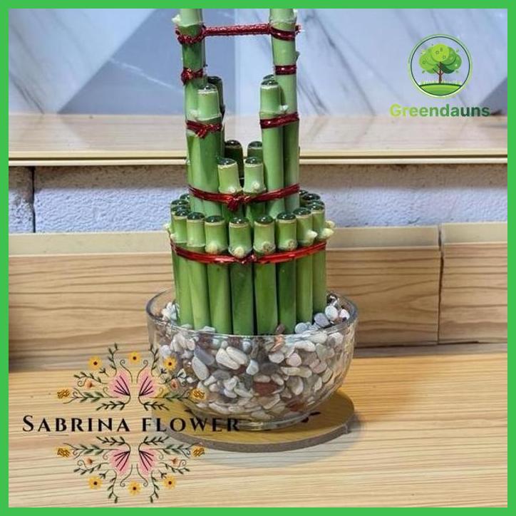 PAKET TANAMAN AIR BAMBU HOKI/BAMBU REJEKI + POT KACA + BATU HIAS + TATAKAN TAMAN TANAMANA BIBIT PEKA