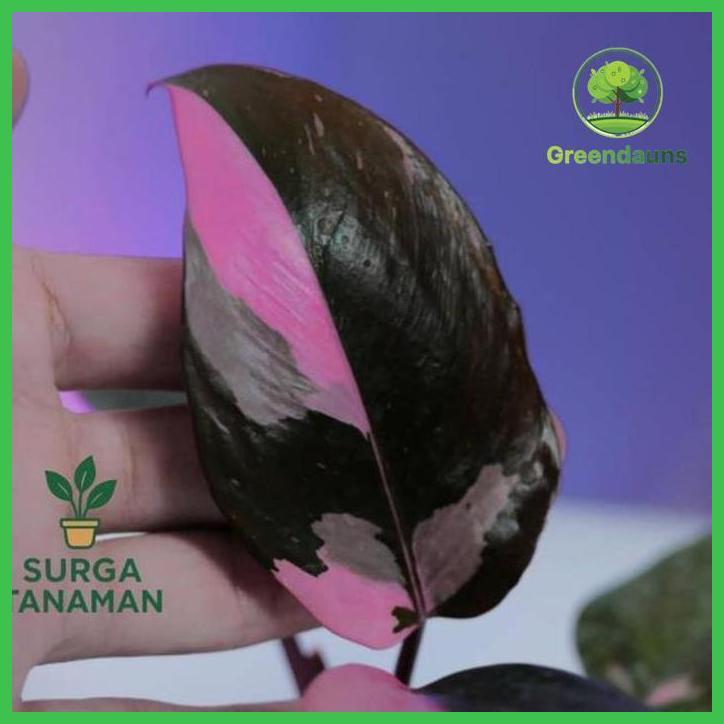 TANAMAN MEDIA AIR PHILODENDRON PINK PRINCES - TANAMAN INDOOR PHILODENDRON PINK PRINCES - TANAMAN YG 