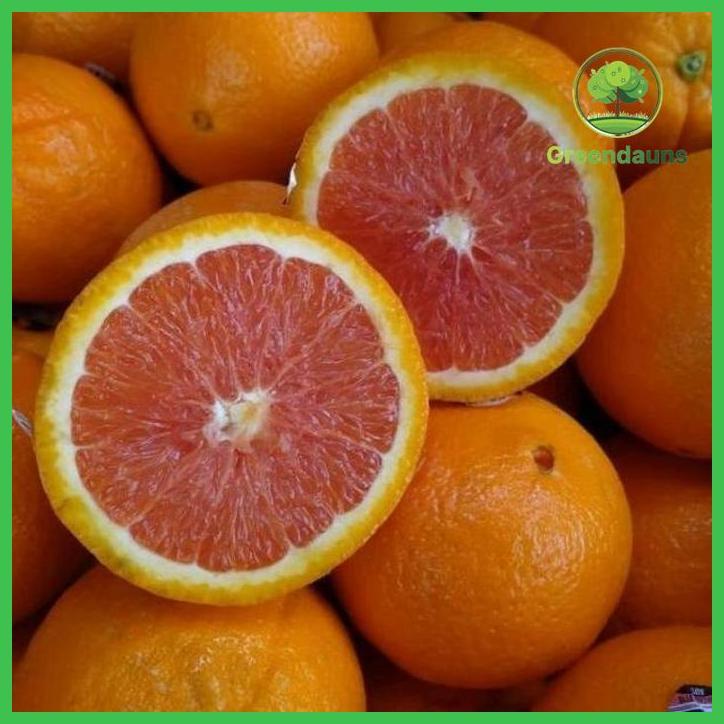 BIBIT JERUK SUNKIST MERAH KONDISI BERBUAH TAMAN TANAMANA BIBIT PEKARANGAN HIASAN BUAH BUNGA