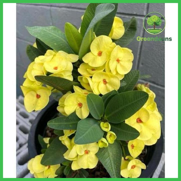 PAKET HEMAT PAKET 12 TANAMAN HIAS EUPHORBIA - TANAMAN HIAS EUPHORBIA MACAM MACAM BUNGA TAMAN TANAMAN