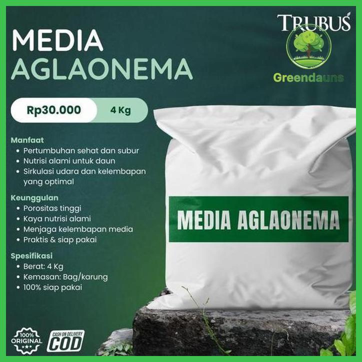 MEDIA TANAM  ALAMI  SIAP PAKAI TANAMAN HIAS AGLONEMA - TRUBUS GREEN TAMAN TANAMANA BIBIT PEKARANGAN 