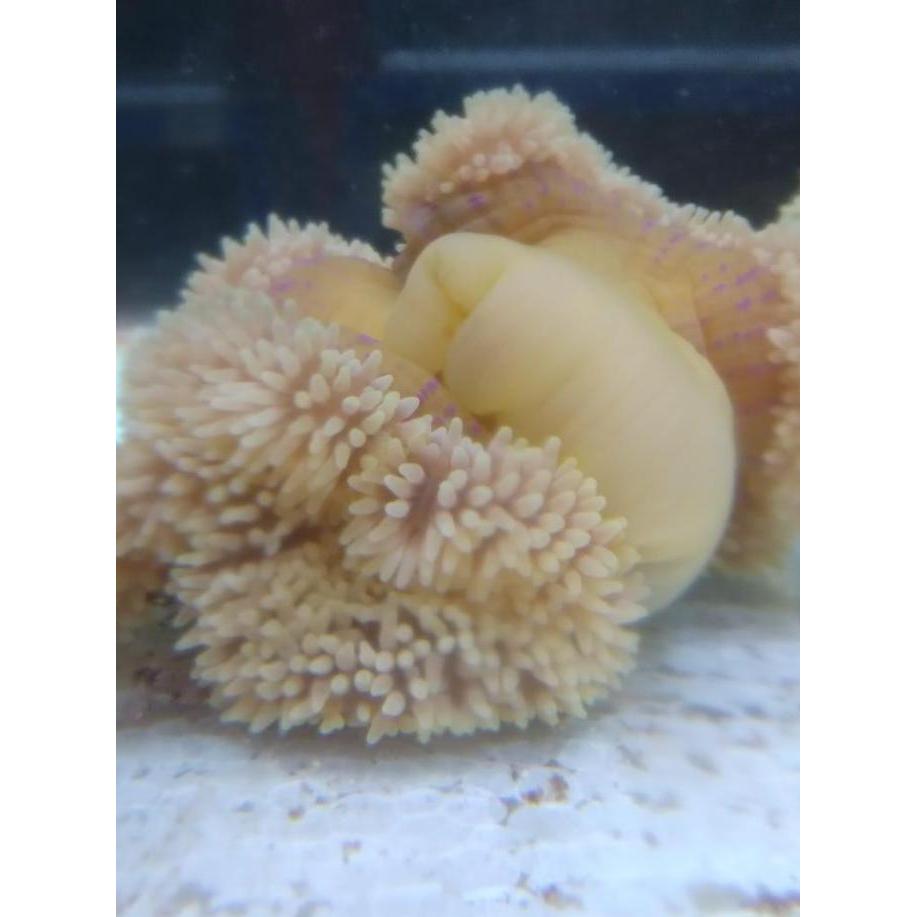 Anemon KARPET Size M - Rumah Ikan Nemo / Clownfish