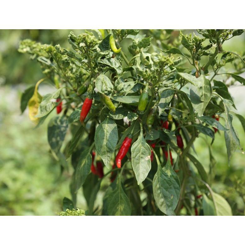 Bisa Cod Pupuk Organik Cabai Anti Virus Keriting Obat Daun Menguning Cabe Atasi Daun Kuning Dan Keri