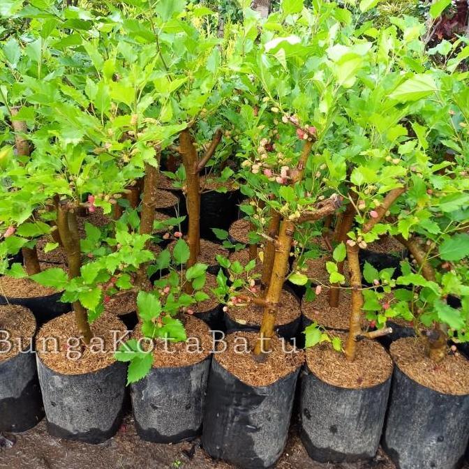 Best- Murbei Jumbo Mulberry Batang Besar Berbuah