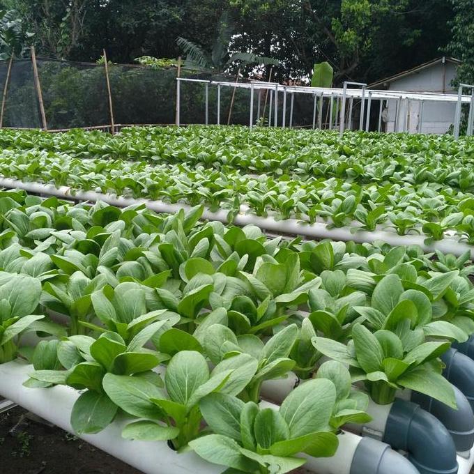 Lansungkirim- Ab Mix Premium 1 Liter ( Sayur Daun )