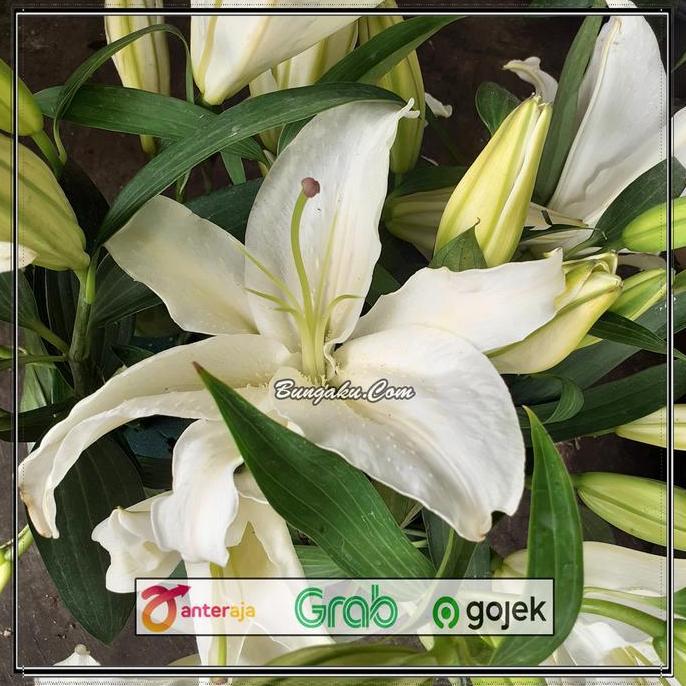 Flwr- Bunga Lili Putih White Lily Fresh Segar Asli 5 Tangkai