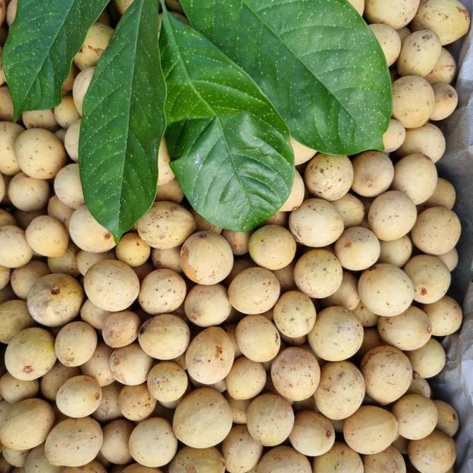 Fruxi- Duku | Duku Manis | Duku Madu | Duku Pontianak