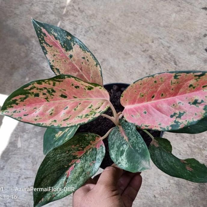 ASLI bibit Taan s Aglonema Kochin Tembaga - Aglaonema Kocin Tembaga READY STOCK