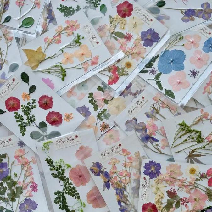 Flwr- Mix Dried Flower | Pressed Flower | Preserved Flower | Bunga Kering