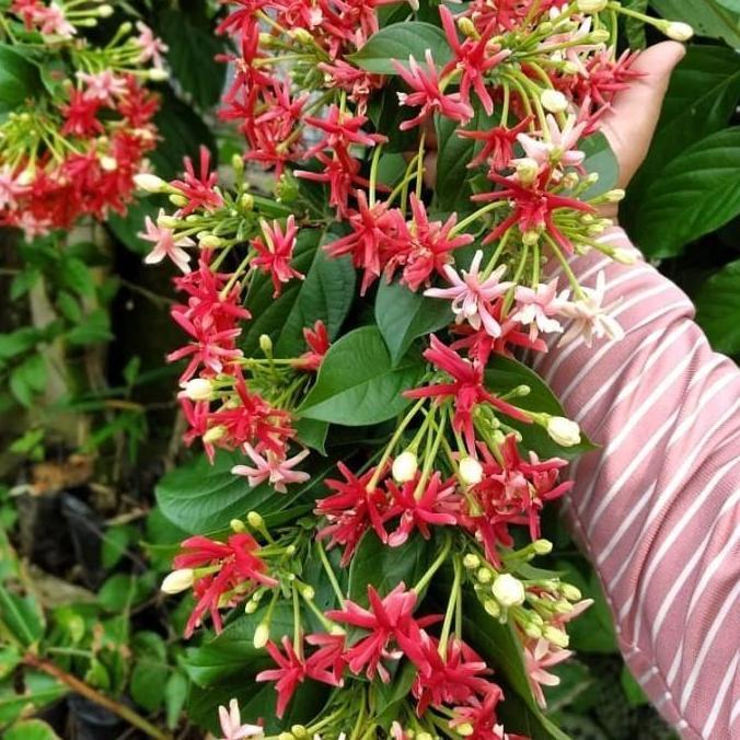 Expert- tanaman merambat melati Belanda bunga tumpuk