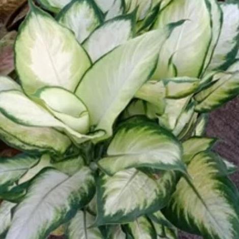 Plnt- Tanaman Hias Aglo Sri Rejeki Susu Atau Tisu Daun Besar