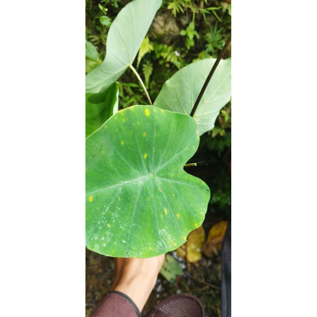 bibi talas sayur/talas lompong