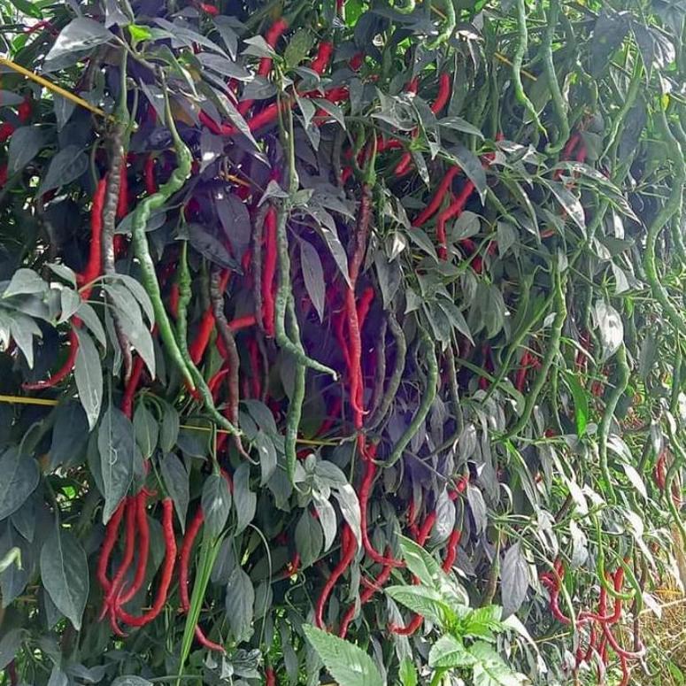 Benih Cabe Merah Keriting Tinggi 2 meter LOKAL LEGUM 10 Gram - CMK LOKAL LEGUM - Bibit Cabe LOKAL LE