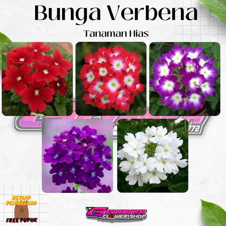ID | BUNGA VERBENA - TANAMAN HIDUP BUNGA HIAS VERBENA - BUNGA VERBENA PENTAS
