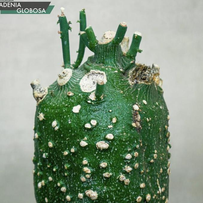 Adenia Globosa (Tanaman Caudex)