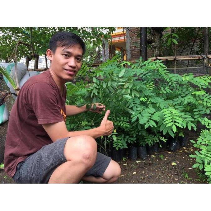 Gaerdenpic- Benih Indigofera Kaliandra Merah Gamal Untuk Pakan Ternak