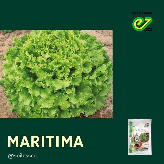 Murah  Benih Lettuce Batavia Maritima 1 Gram
