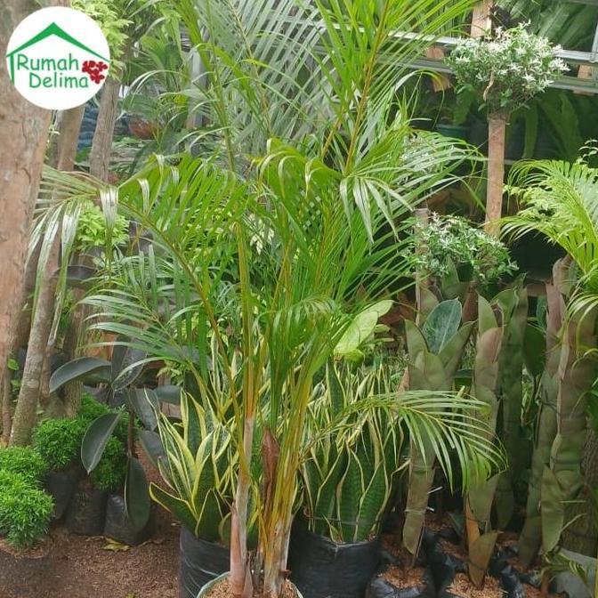 Tanaman palem kuning/Palem Kuning Rimbun/Palem Komodor