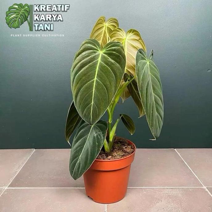 Tanaman hias philodendron melano - Philodendron melano crysum
