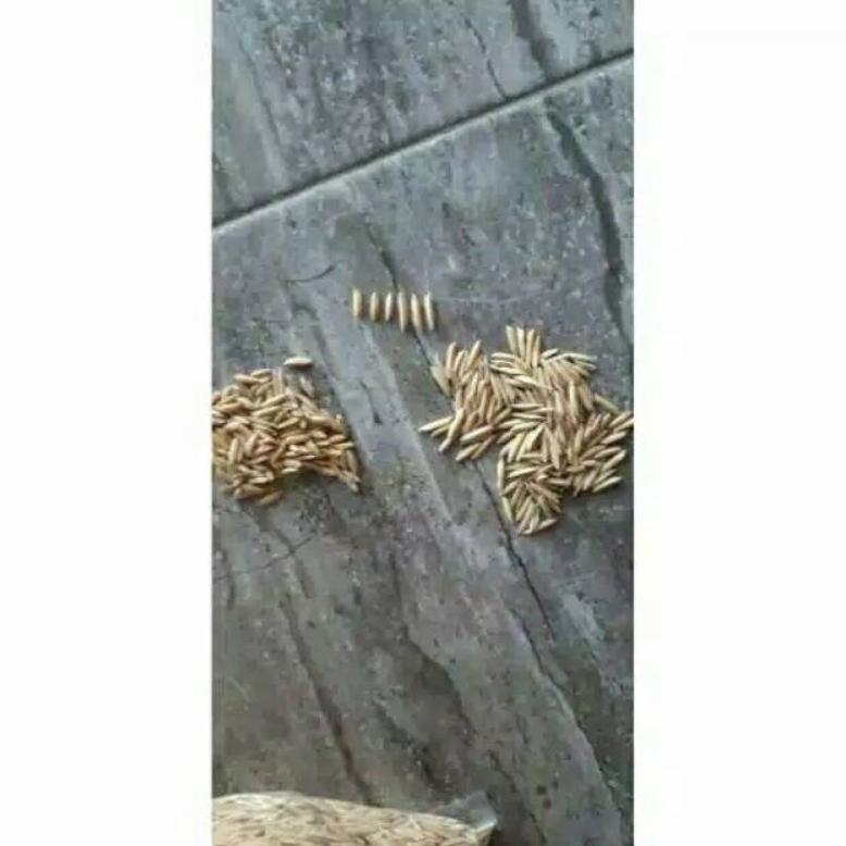 Bisa Cod Benih Padi Basmati Aromatik Baroma 1Kg Unggulan >>