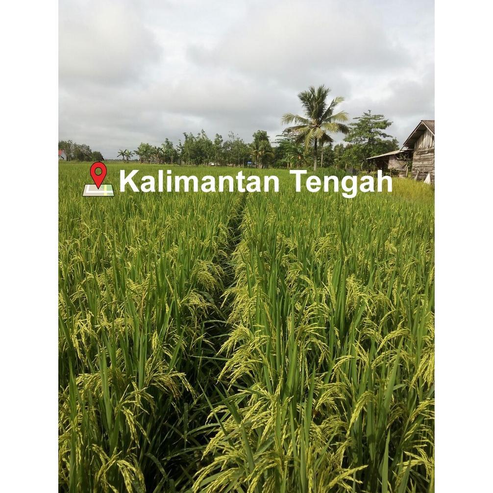 Bisa Cod Padi Hibrida Brang Biji Hasil 14 Ton/Ha >>