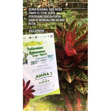 Promo Cod Br Poc (Pupuk Organik Cair) Kemasan 500Ml // Pupuk Cair Organik // Pupuk Tanaman Hias // P