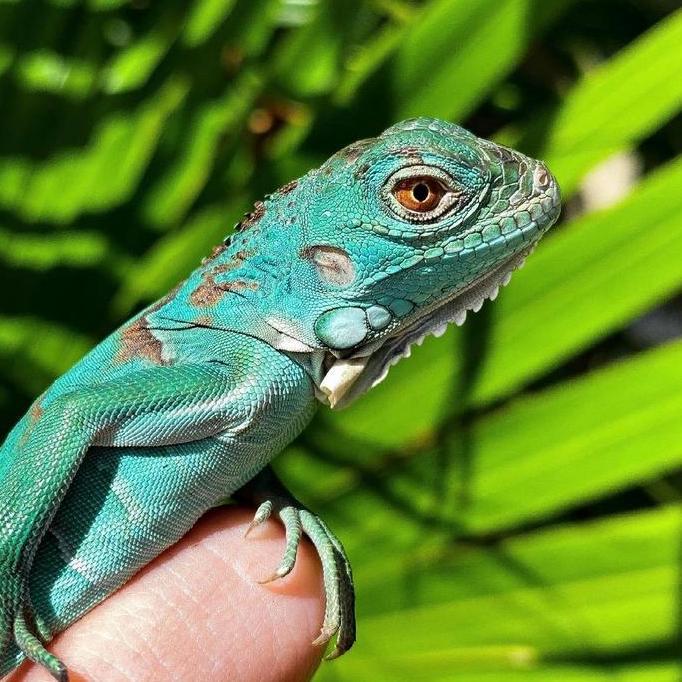 Reptile - iguana blue / blue iguana / iguana biru