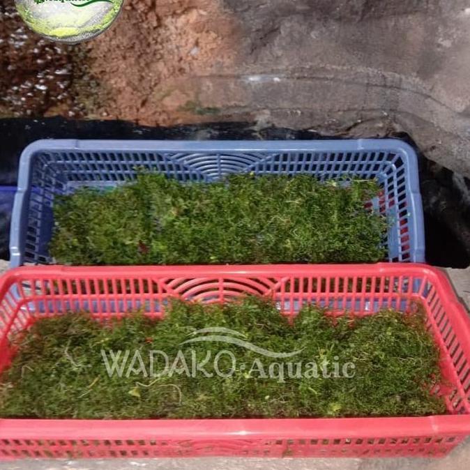 Moss java per nampan aquarium aquascape