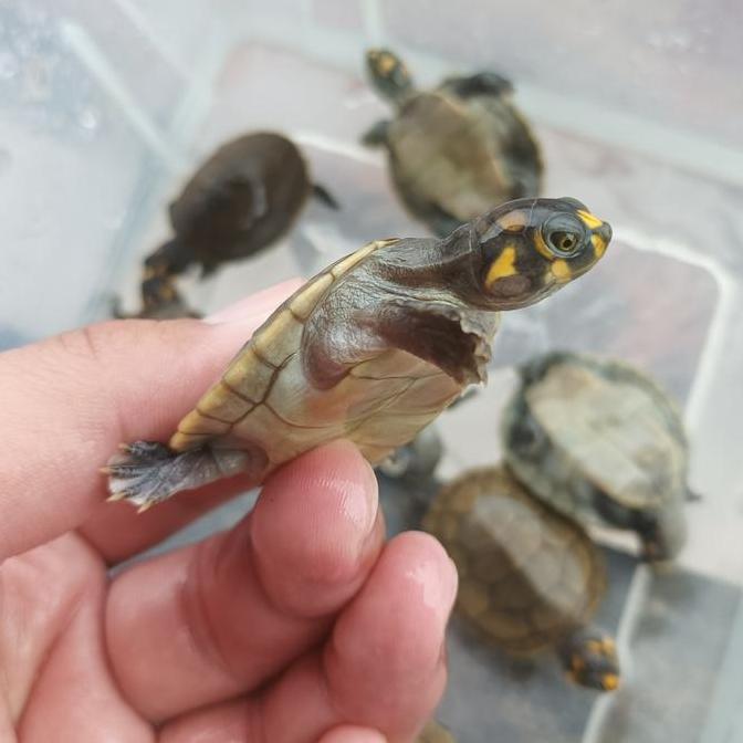 KURA BADUT UNIFILIS BAGUS