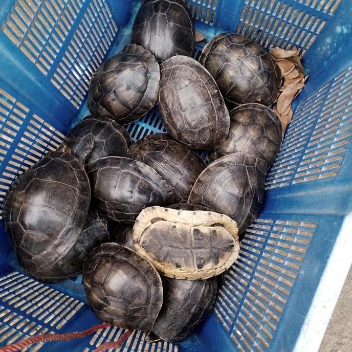 kura kura ambon batok sepasang indukan [ FREE PELET]