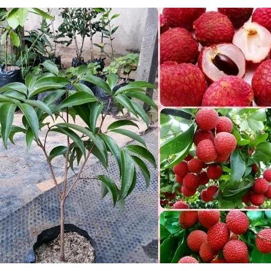 Bibit Tanaman Buah Leci Merah Cangkok-Bibit Pohon Buah Leci Merah Asli