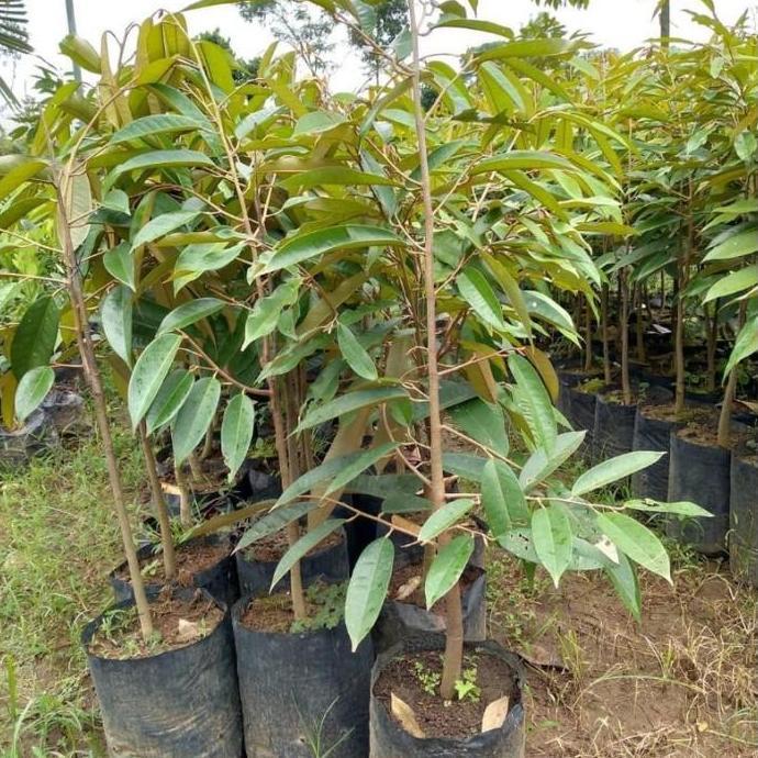 Bibit Tanaman Buah Durian Montong Hasil Okulasi Cangkok -B fres