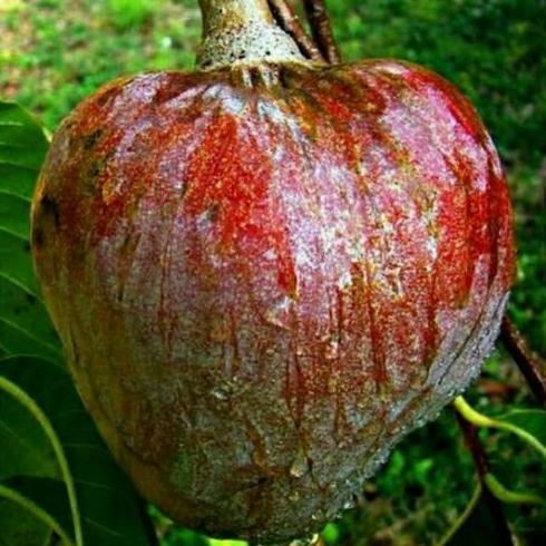 Bibit Srikaya Mulwo Langka/ Bibit Buah Nona Langka/ Srikaya Gundul