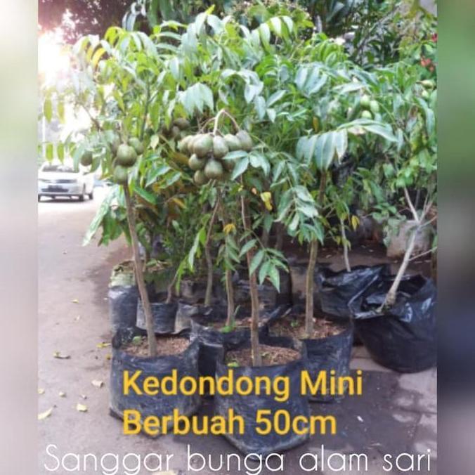 Tanaman Buah kedondong / Bibit Buah Kedondong