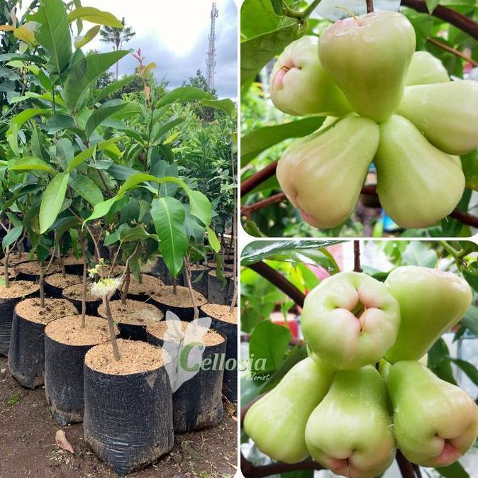 Bibit Tanaman Buah Jambu Air Madu Deli Jumbo Sudah Berbuah