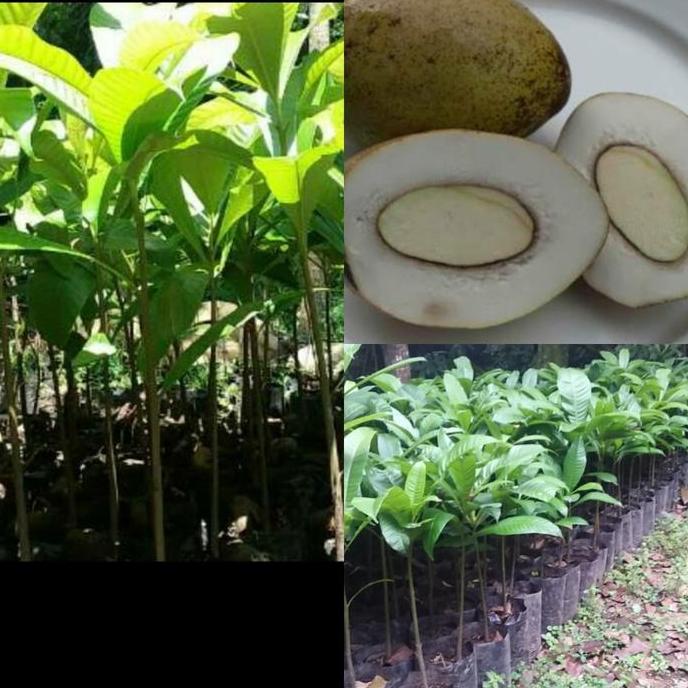 bibit pohon kemang- buah kemang langka