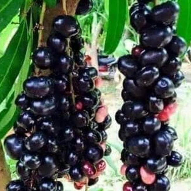 Bibit Buah Juwet Hitam Bisa Berbuah Di Dalam Pot