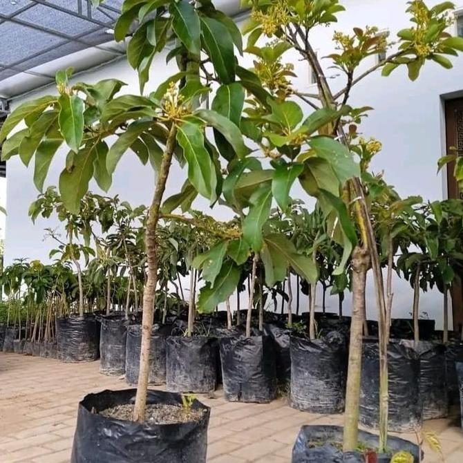 bibit buah alpukat kondisi sudah berbunga cepat berbuah