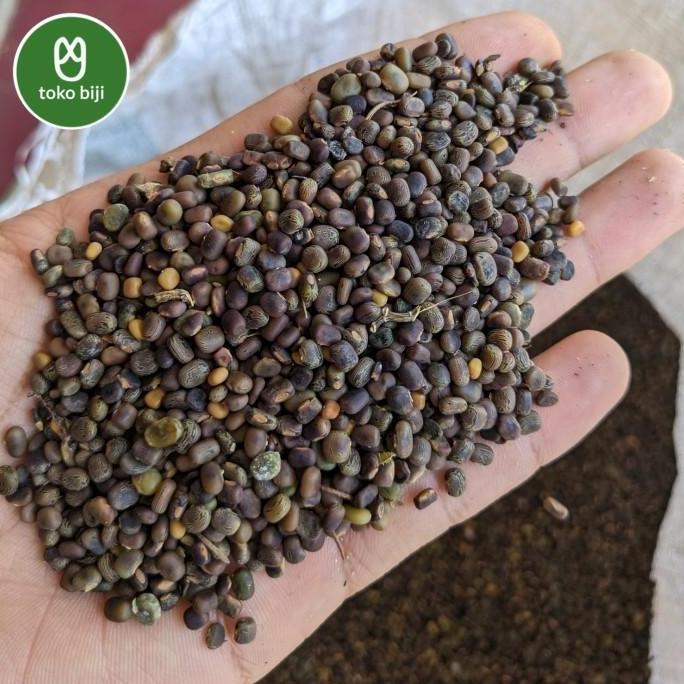 Thebest- Biji Benih CP (Centrosema pubescens)