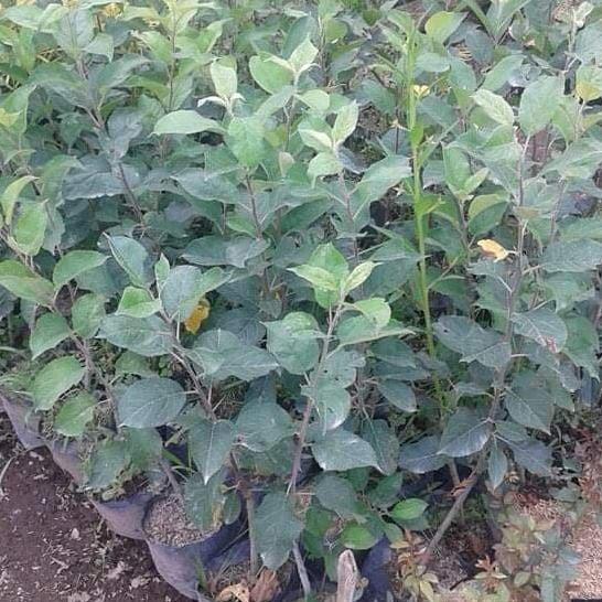 Thebest- bibit apel malang hijau