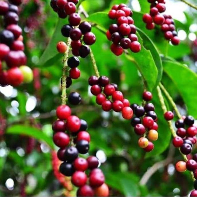 tanaman buni/bibit pohon buni/buah buni/pohon buni