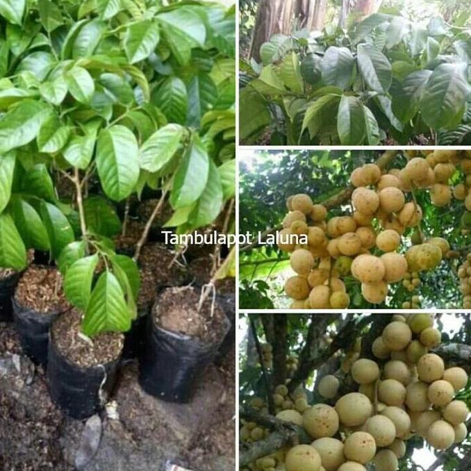 BIBIT BUAH DUKU PALEMBANG TANPA BIJI SUPER GENJAH unggulan