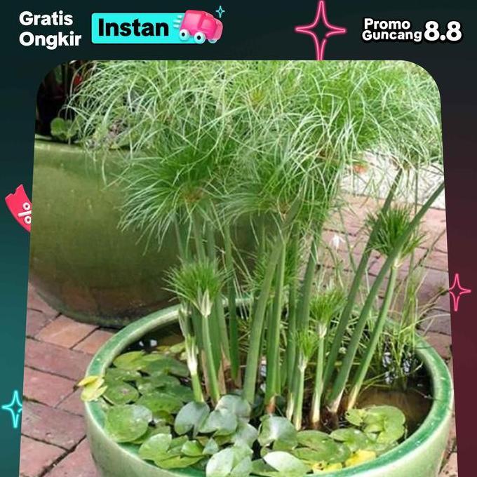 Tanaman hias papyrus Giant. tanaman papirus air
