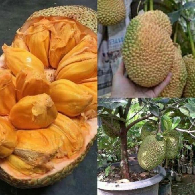 pohon nangka | pohon nangka cempedak | nangka pedak