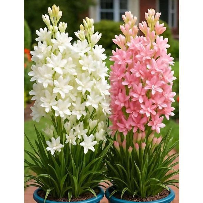 Paket 2 Tanaman hias bunga sedap malam pink&putih - Pohon sedap malam - sedap malam siap berbunga