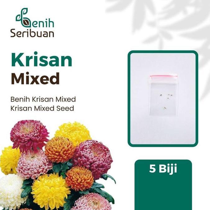 Benih Seribuan - 5 Bibit Bunga Krisan Rainbow Mix Unggul