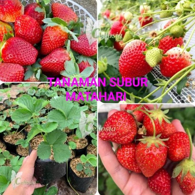 Bibit Tanaman Buah Stroberi jumbo Cepat berbuah7