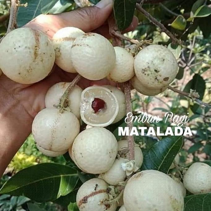 Bibit Buah Kelengkeng Matalada pernah berbuah batang besar