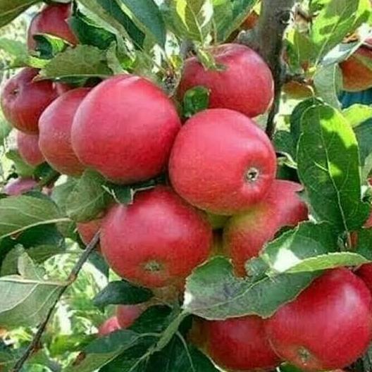 bibit tanaman buah apel merah