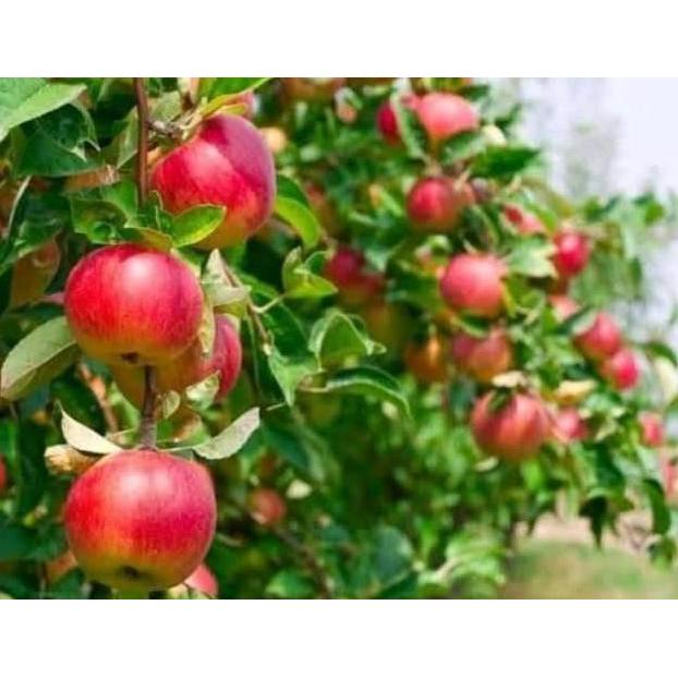 Cod Bibit buah tanaman apel fuji merah siap